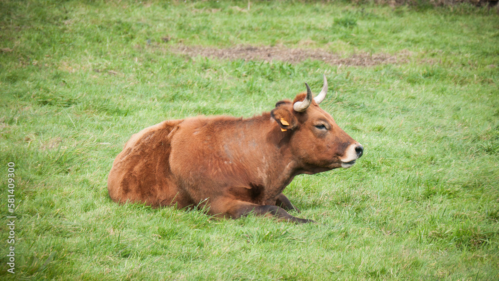 Vaca marrón tumbada en pradera de hierba Vaca marrón tumbada en pradera de hierba