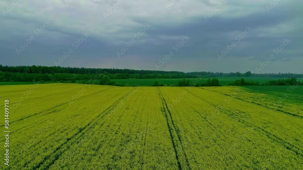 Storm clouds collecting over rapeseed field, aerial drone view Storm clouds collecting over rapeseed field, aerial drone view