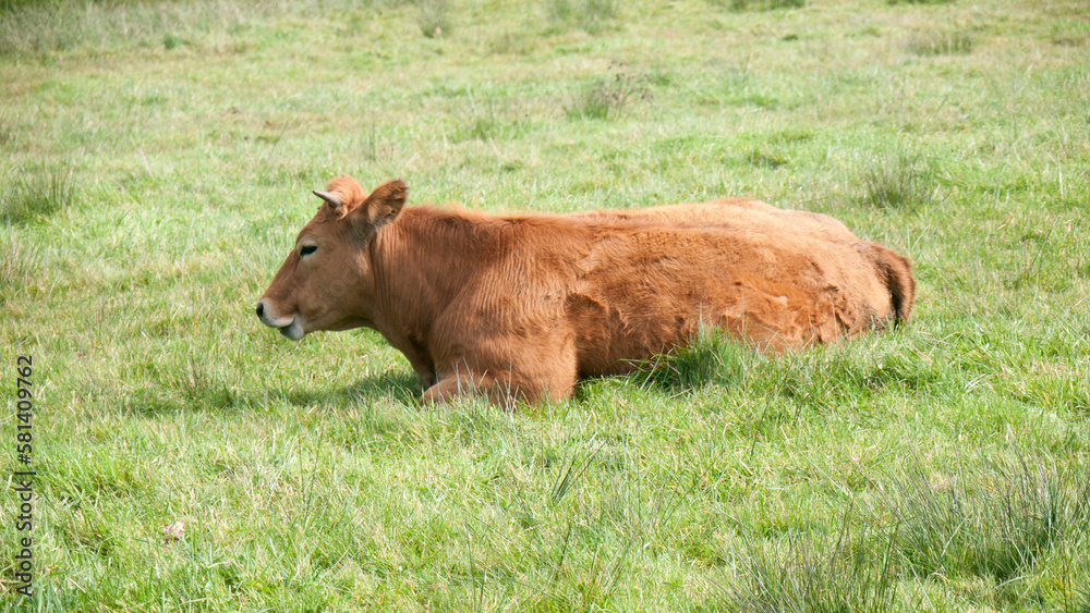 Vaca marrón tumbada en pradera de hierba Vaca marrón tumbada en pradera de hierba