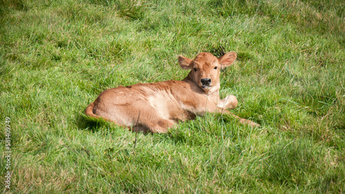 Pequeña ternera marrón tumbada en al hierba