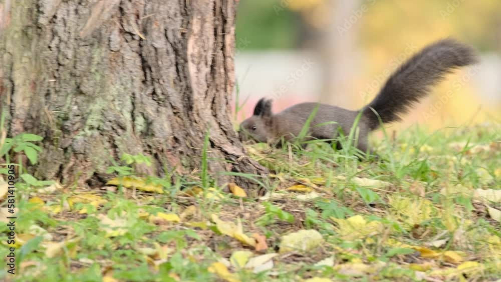 Close-up of a squirrel in the autumn park swarms in the ground in search of food among the fallen leaves next to the tree trunk Close-up of a squirrel in the autumn park swarms in the ground in search of food among the fallen leaves next to the tree trunk