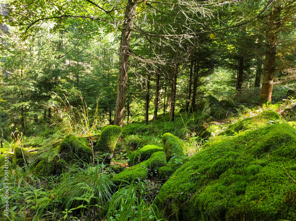 mossy stones in forest. bright green moss, grown on rough stones in forest. texture of moss in nature mossy stones in forest. bright green moss, grown on rough stones in forest. texture of moss in nature