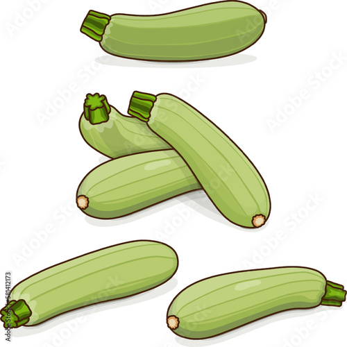 Group of Lebanese zucchini or Green courgette. Courgette or marrow. Summer squash. Cucurbita pepo or cucubits. Fruits and vegetables. Cartoon style. Vector illustration isolated on white background.