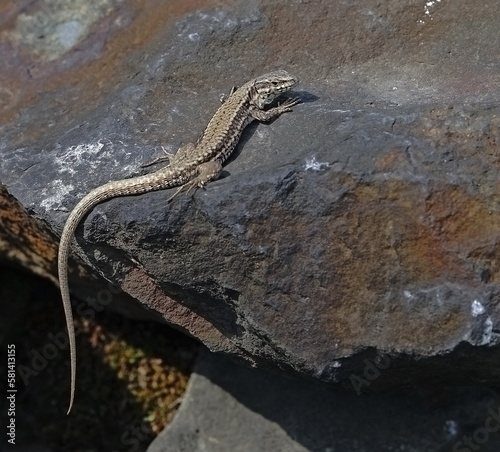 wall lizard on the stone,mauereidechse auf stein
