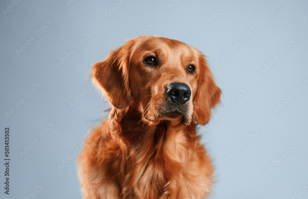 Front view. Cute golden retriever dog is sitting indoors against white and blue colored background in the studio Front view. Cute golden retriever dog is sitting indoors against white and blue colored background in the studio