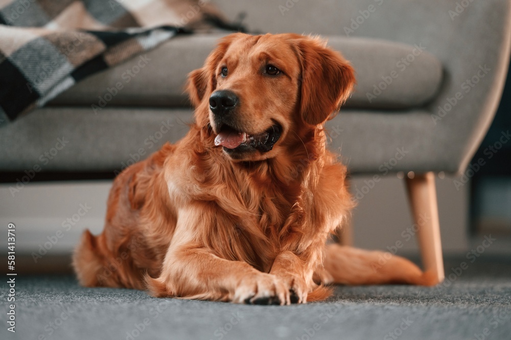 Against sofa, on the floor. Cute Golden retriever dog is indoors in the domestic room