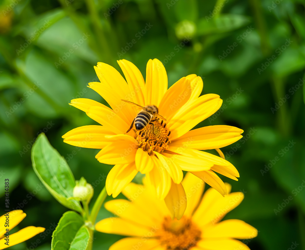 Beautiful wild flower winged bee on background foliage meadow Beautiful wild flower winged bee on background foliage meadow