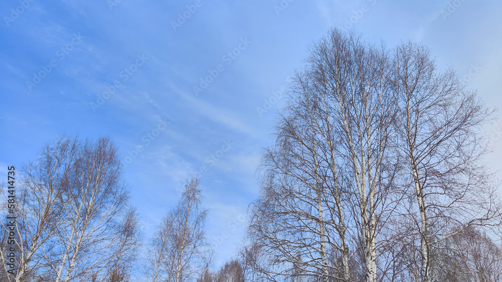 Spring blue sky with white clouds and trees with bare branches and buds before the growth of leaves Spring blue sky with white clouds and trees with bare branches and buds before the growth of leaves
