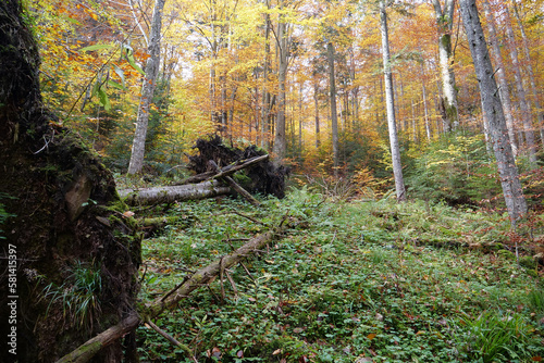 Beautiful autumn forest in Carpathian mountains photo