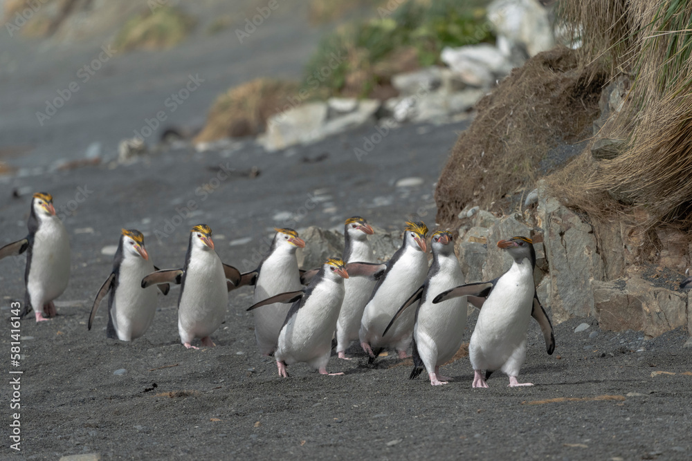 Fototapeta premium Royal Penguins (Eudyptes schlegeli)