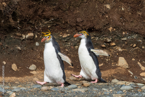 Royal Penguins (Eudyptes schlegeli) photo