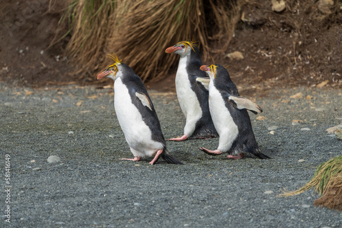 Royal Penguins (Eudyptes schlegeli)