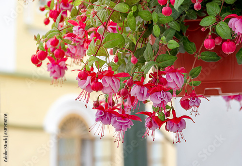 Pink fuchsia in a pot. (lat. Fuchsia) Street decoration. photo