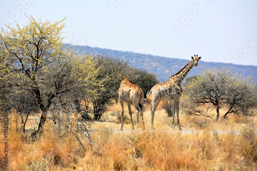 Two giraffes between trees in the Namibian savannah. African continent. The wild nature