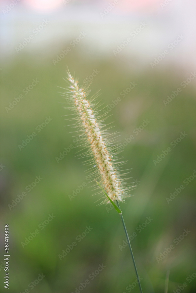 Grass flower in the meadow, soft focus and shallow depth of field.