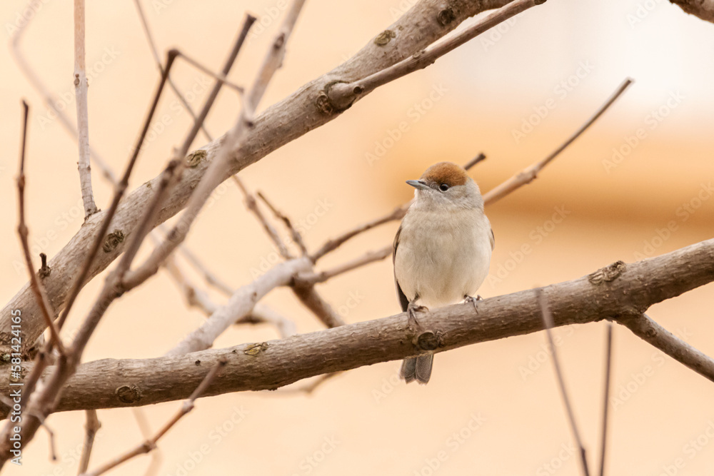 female Eurasian Blackcap perched on a tree branch female Eurasian Blackcap perched on a tree branch