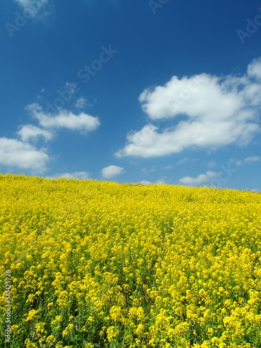 菜の花満開の春の江戸川土手と青空風景