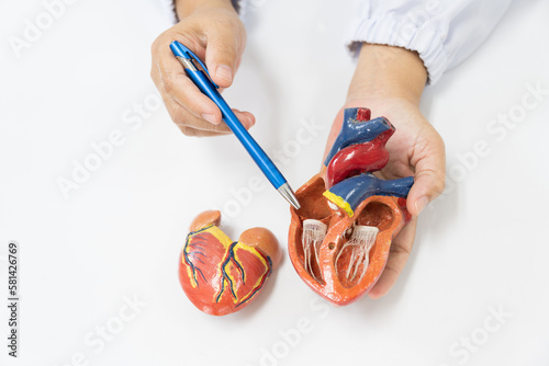 Fotografie Teacher hand with heart model pointing heart anatomy human body model on white background