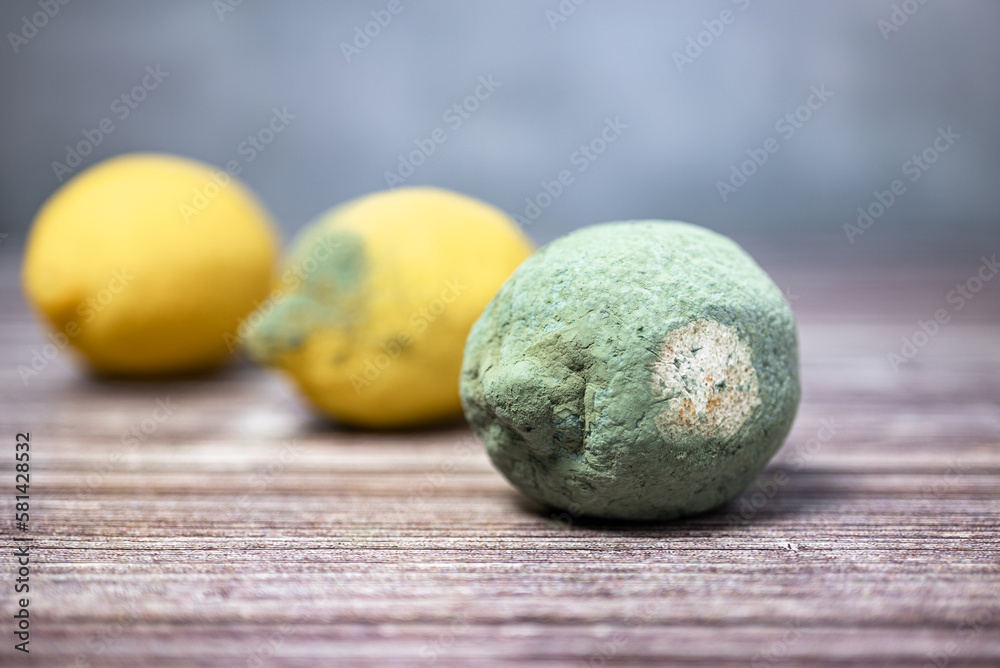 Moldy yellow lemons. Three rotten lemons on a wooden table, various