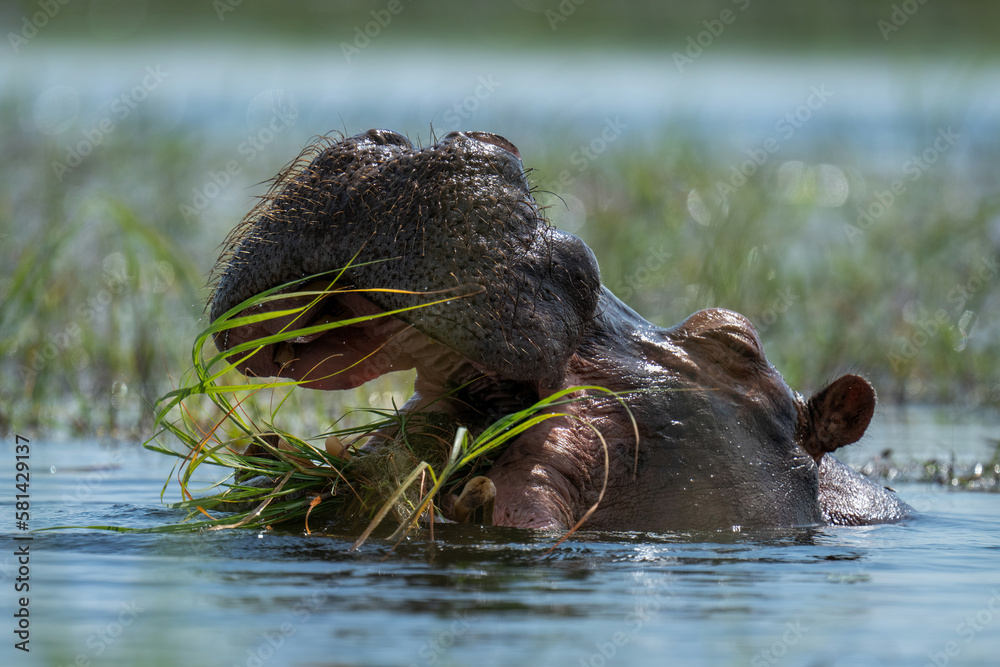 Fototapeta premium Hippo chews grass in river in sunshine