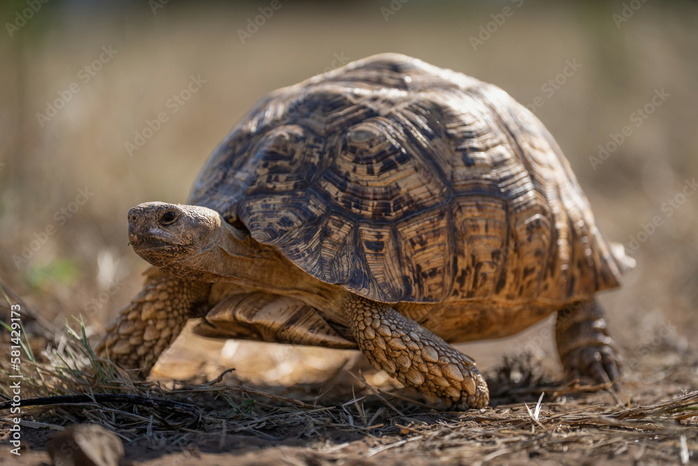 Fototapeta premium Leopard tortoise walks over grass in sunshine