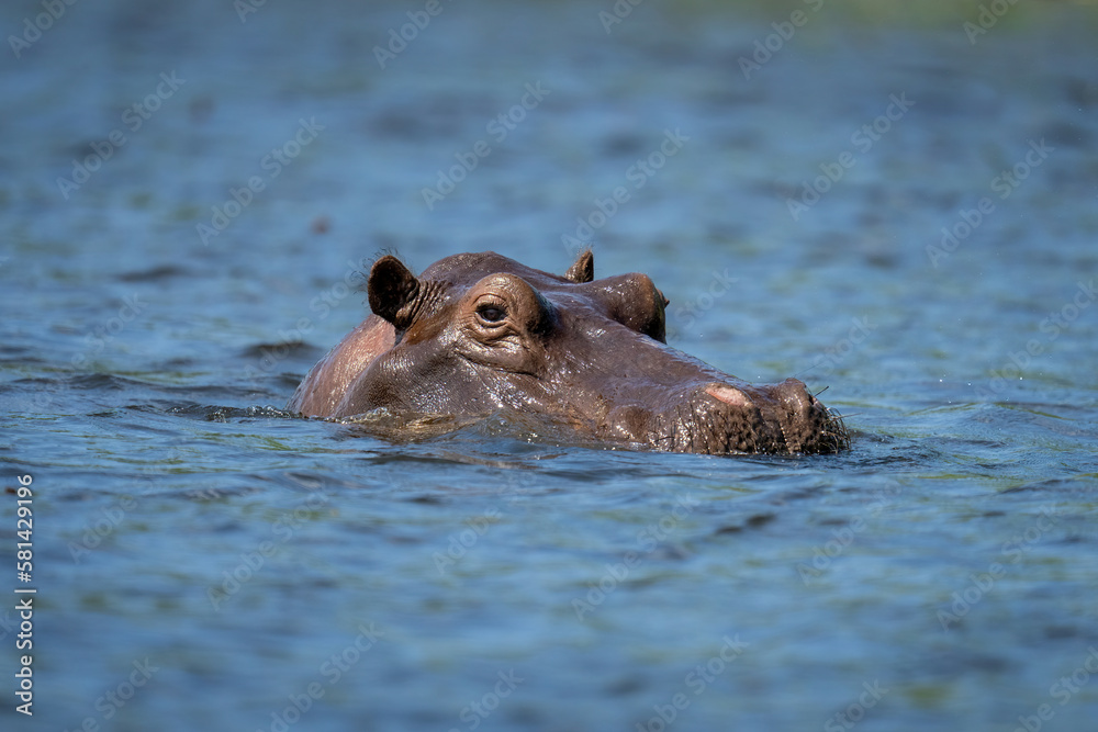 Hippo in river watching camera in sunshine Hippo in river watching camera in sunshine