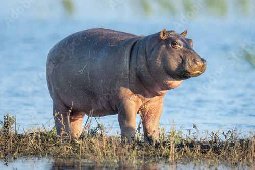 Hippo calf stands on island in river