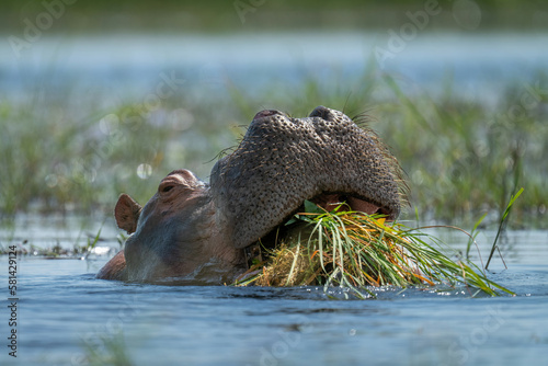 Hippo eats grass in river in sunshine photo