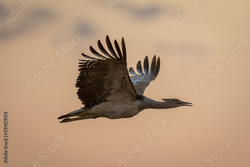 Kori bustard flying in silhouette opening beak