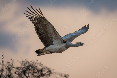 Kori bustard flies past with beak open © Nick Dale