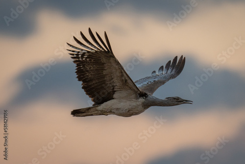 Konstfotografi Kori bustard flies in silhouette opening beak
