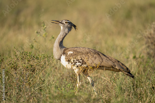 Kori bustard walks through grass opening mouth