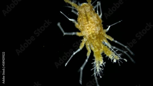 Sea Isopoda superfamily Janiroidea under the microscope, Asellota Suborder. Possibly the family Santiidae. They live on the bottom or on corals. Red sea photo