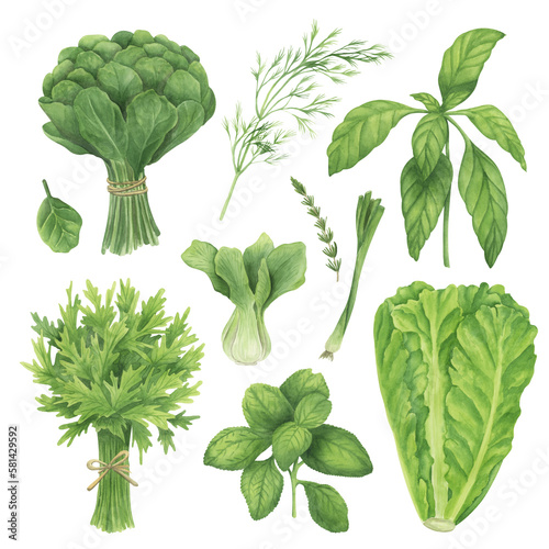 Herbs and greenery watercolor illustration. Food hand drawn clipart collection. Botanical elements clipart set. Kitchen art. Spanich, dill, parsley, bok choy, basil, mint, lettuce. photo