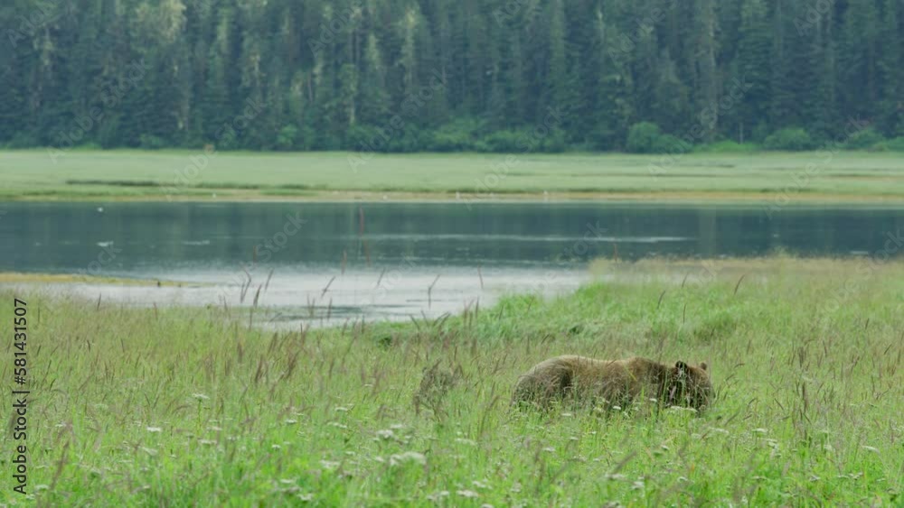 Mother brown bear and two cubs foraging and playing in the meadow by the lake. Life in the Wild: Alaskan Brown Bears in Summer Grasslands and Streams.. USA., 2017