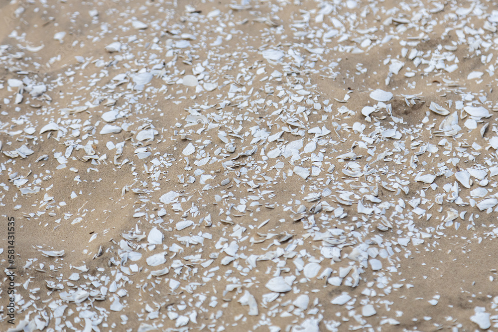 Shell midden (sambaqui) on the sand dunes of Balneario Atlantico Beach, in Arroio do Sal, Rio Grande do Sul, Brazil Shell midden (sambaqui) on the sand dunes of Balneario Atlantico Beach, in Arroio do Sal, Rio Grande do Sul, Brazil