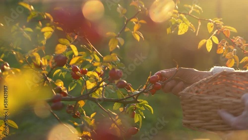 Immerse yourself in the warmth and beauty of this 4K high quality footage of an elderly woman's peaceful rose hip harvest in a sunlit garden. Sustainable living and the benefits of holistic health