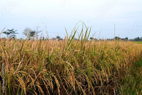 Photo of rice plant ready to harvest