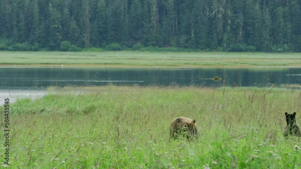 Mother brown bear and two cubs foraging and playing in the meadow by the lake. Life in the Wild: Alaskan Brown Bears in Summer Grasslands and Streams.. USA., 2017 Mother brown bear and two cubs foraging and playing in the meadow by the lake. Life in the Wild: Alaskan Brown Bears in Summer Grasslands and Streams.. USA., 2017