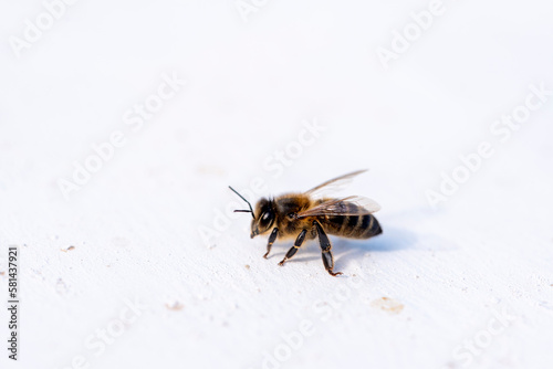 Honey bee on white wall. Macro photo with shallow depth of field