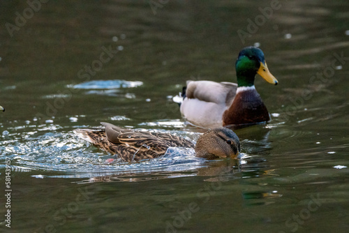 Couple of ducks in the water dipping its head to look for food
