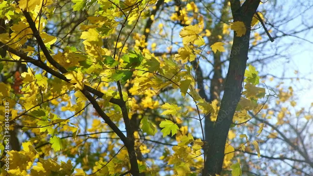 Yellow, red, orange autumn leaves against the blue sky in the autumn forest. The concept of autumn. Autumn landscape. The leaves are swaying in the wind. The sun breaks through the foliage. Yellow, red, orange autumn leaves against the blue sky in the autumn forest. The concept of autumn. Autumn landscape. The leaves are swaying in the wind. The sun breaks through the foliage.