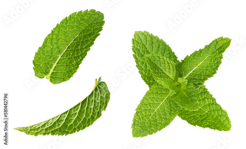 Fresh mint leaves, peppermint foliage PNG
