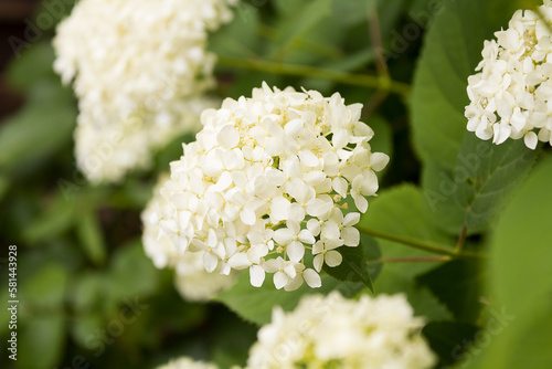 Macro shot of a snowball (viburnum opulus) 
