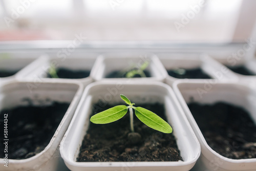 Green sprout of tomato with three leaves is seedling in flowerpot on windowsill indoors. Horizontal short. Home gardening concept