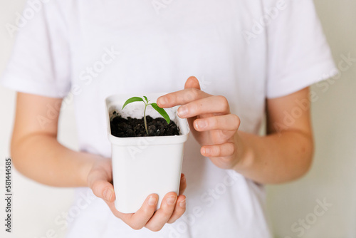Close up of caucasian girl arms holding flowerpot and touching green tomato sprouts. Horizontal shot front view selective focus on leaves. Home gardenning eco concept.