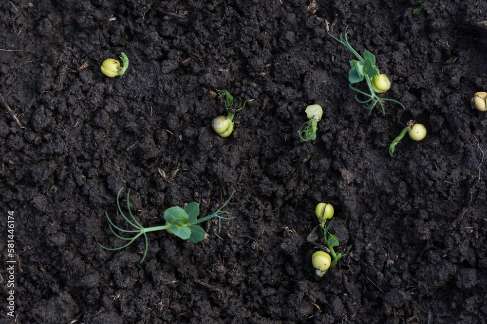 Green peas growing in farmer‘s field, sprouts of green peas in soil, sustainable agriculture concept, top view Green peas growing in farmer‘s field, sprouts of green peas in soil, sustainable agriculture concept, top view