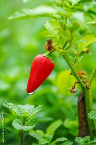 Pimenta na sua melhor vensaão dentro da natureza. 