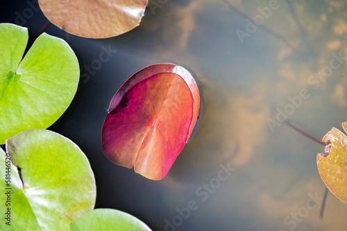 Young red lotus leaf growing in water pot, fresh lotus leaf floating on water, outdoor day light, nature background