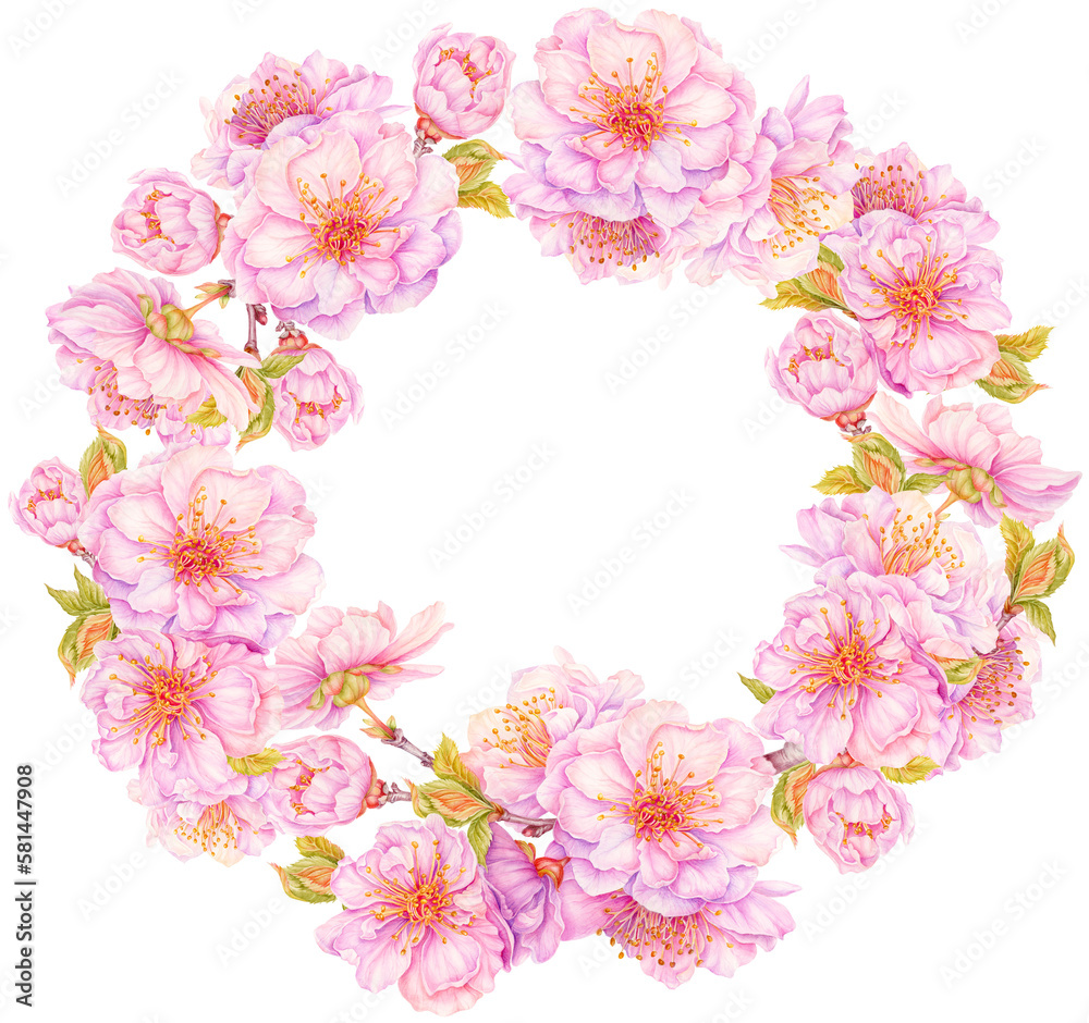 Cherry blossom wreath. Spring blooming pink japanese sakura flowers. Watercolor hand painted illustration. Festive decorations for wedding, holiday, postcard, poster and design Cherry blossom wreath. Spring blooming pink japanese sakura flowers. Watercolor hand painted illustration. Festive decorations for wedding, holiday, postcard, poster and design